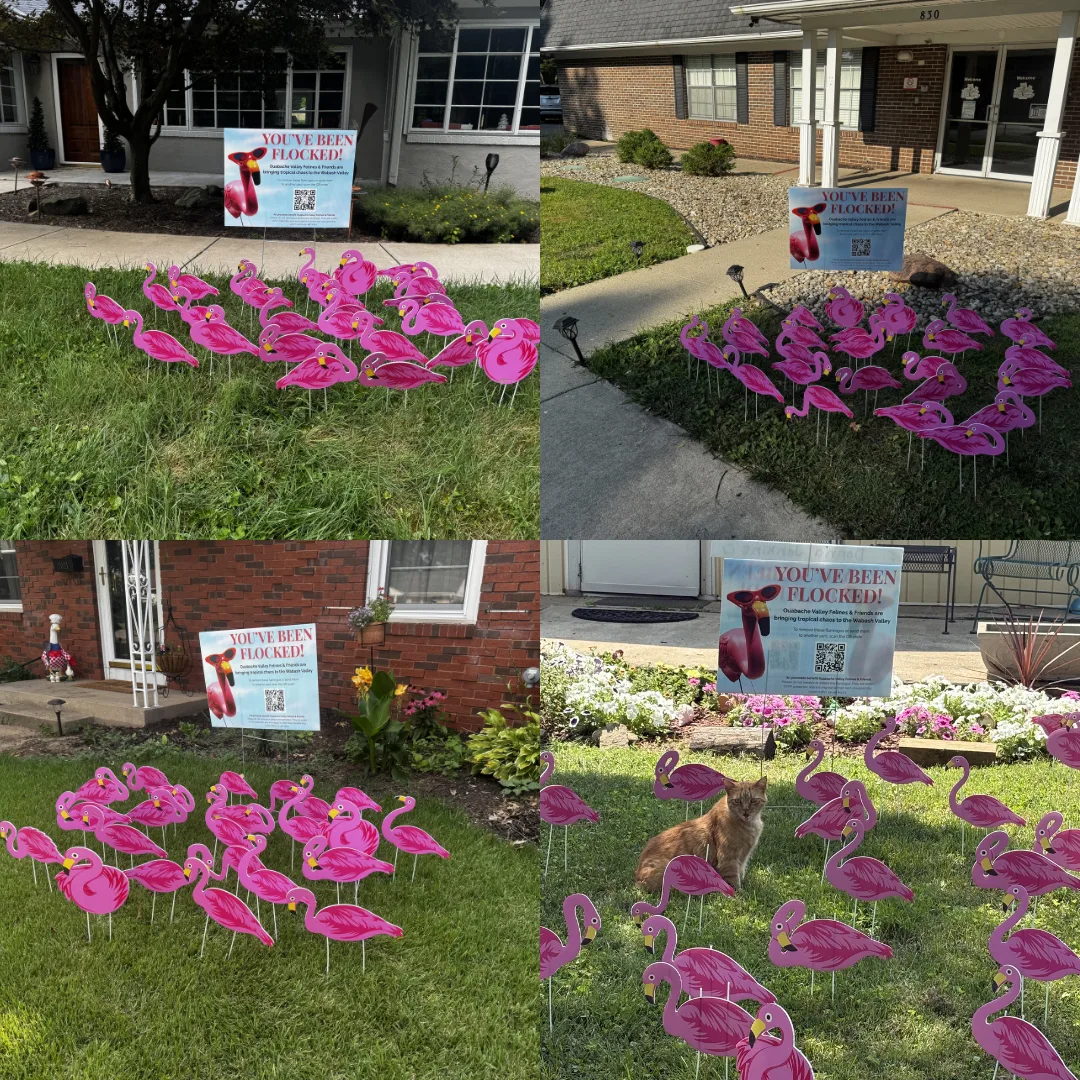 Grid of four flocked yards full of pink flamingos